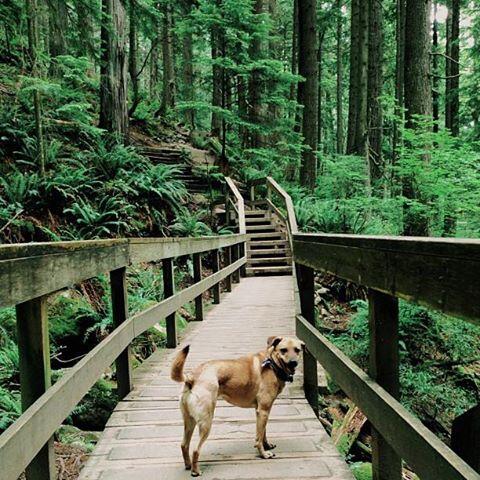 DestCanada's tweet photo. Exploring in Canada, Baden-Powell Trail, Vancouver http://t.co/esRjIwcdof