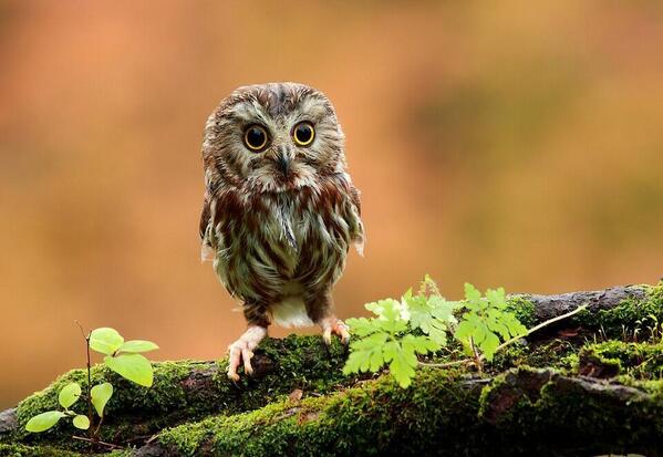 rybotics's tweet photo. Baby owl http://t.co/Gcl5ZxXz1t
