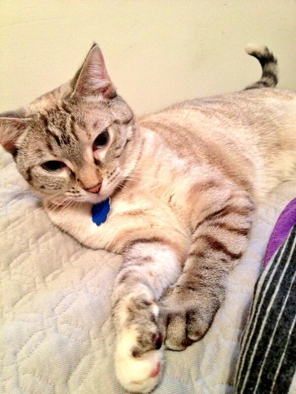 Official_Malibu's tweet photo. Kinda been a lazy day. Felt like chasing my tail but nah. http://t.co/G5BczEb8Wl