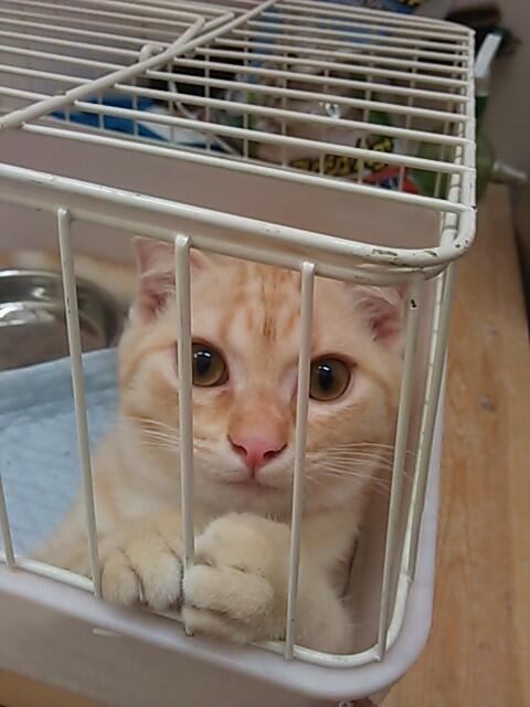 仔犬の広場ポッポ箕面彩都店 Animals2ohana Twitter 仔犬の広場ポッポ箕面彩都店 Animals2ohana Twitter