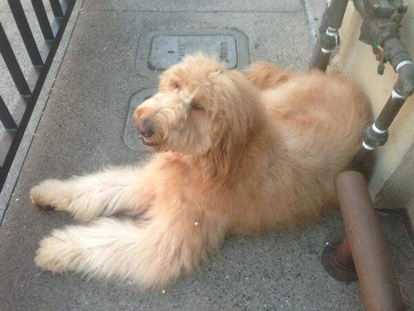 DavidHornbrook's tweet photo. Hanging with Guapo. He's the East Village Concierge http://t.co/7B6Wok8Xlo