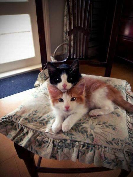 ＃かわいいと思ったらRT！
＃猫好きさんと繋がりたい！
＃猫の恩返し