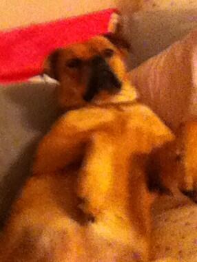 jtornatore92's tweet image. #blurry but my poor puppy has allergies an her paws hurt #anotherproblem #poorpuppy