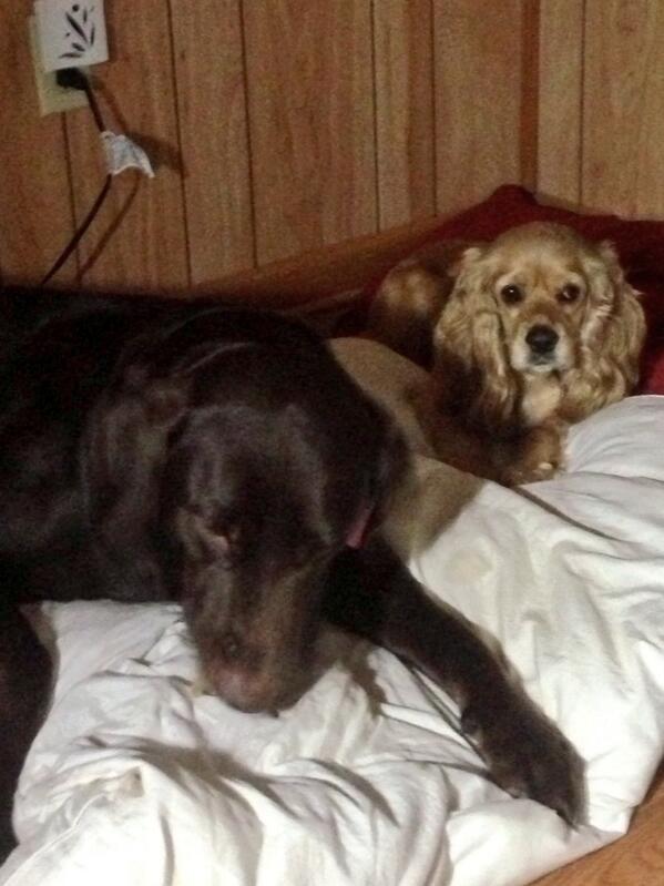 mallorymbrown's tweet photo. #sweetbabiesbeforebed #georgiaanddrake #puppylove @austin_boyd9 http://t.co/H9P5xUxL7k