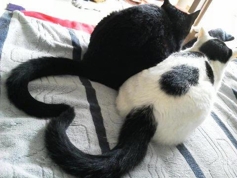 تويتر かわいい猫ちゃん画像館 على تويتر 尻尾がハートになっちゃった Http T Co 1rz4gsfkgo