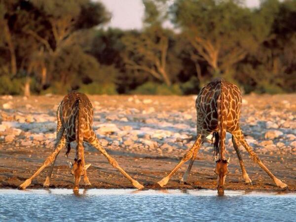 rybotics's tweet photo. This is how giraffes drink water. http://t.co/lq8Sp57IZ8