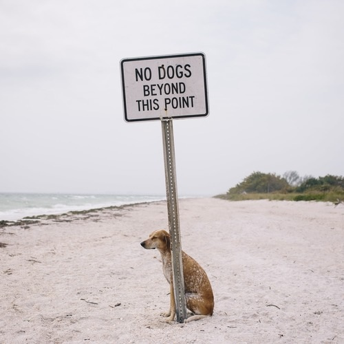 Hundbnb's tweet photo. Exactly 🐶 http://t.co/hAZE5vepwS