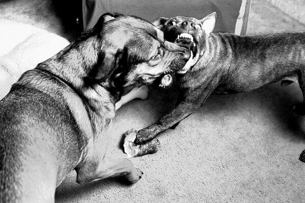 DoUBelieveInDog's tweet image. Was it an #epicwin or a #bloodbath? Mia reviews the aftermath of the #SPARCS2013 conference: bit.ly/14nT7dB