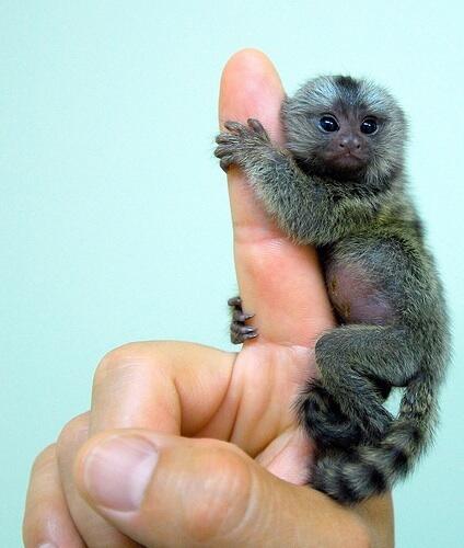 Pygmy Marmosetare are the world's smallest species of monkeys and can easily sit on a human hand. PHOTO: