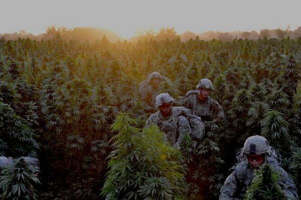 RyanNomados's tweet image. Army Accidentally Drops Soldiers Into Afghani Marijuana Field.