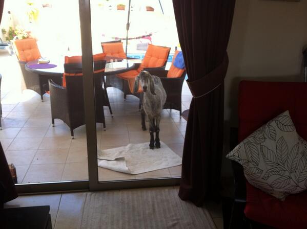 Claire_Bates1's tweet image. Goat in the garden is normal isn't it?! NO!!! #goatfun