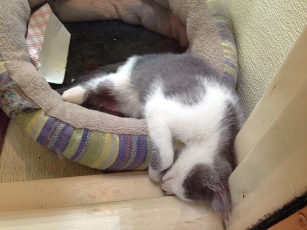 HSBCTammy's tweet photo. How can you say no to something this adorable?? Stop by HSBC today! http://t.co/DeVNGXpUFp