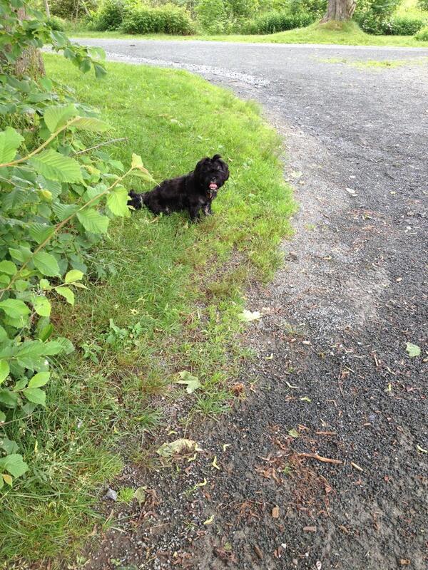 tannerama's tweet photo. 17 degrees and cloudy in #Halifax. Mild winds = my perfect day at Point Pleasant Park w/ Benson. http://t.co/PHWqLE58Rr