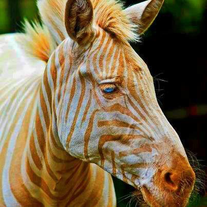 A zebra named Zoe was born in Hawaii in 1998 who actually has golden stripes and blue eyes. PHOTO:
