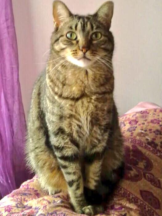 FernandaFreitas's tweet photo. O meu gato está disponivel para substituir #Portas ou qq outro ministro que possa cair nas próximas horas.... http://t.co/aZao2oCSgv