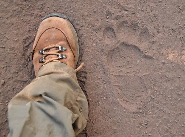 bear tracks shoes