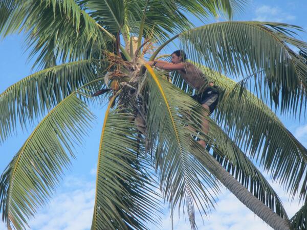 Not every ship can say their engineer is also their best coconut tree climber. We can. David Brown of Pitcairn!