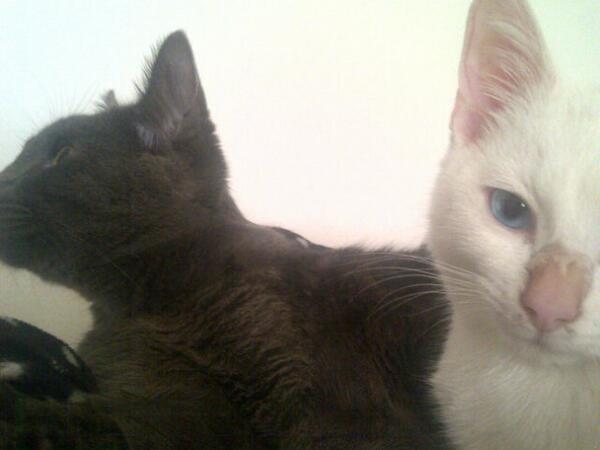 Justin_jaywhite's tweet photo. Chillin with my boys.. :) http://t.co/O6IuExRK86