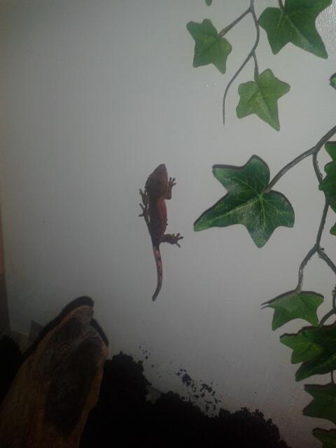 MissLeaJayne's tweet image. My tiny baby #gecko #red #whitepatch #baby #cute #littleshit