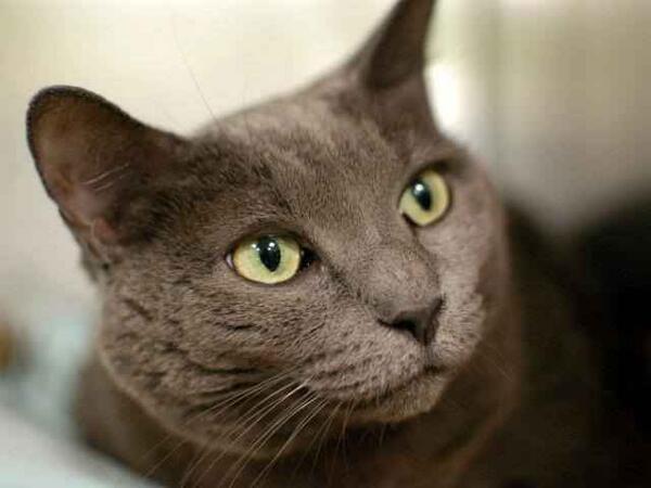 MirzaAngelTS's tweet photo. http://t.co/tRTE41WnQR Pretty Sophia is at shelter in Brooklyn. Please RT. She needs to be out by tomorrow. http://t.co/puAKoMAEc8