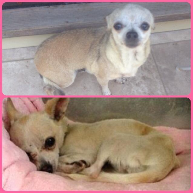 These two adorable #chihuahuas are up for #adoption #rescue #pet #dog #adopt email tara@jaydenicole.com<a href="/tag/chihuahuas"class="tags">#chihuahuas</a><a href="/tag/adoption"class="tags">#adoption</a><a href="/tag/dog"class="tags"><span>#dog</span></a><a href="/tag/rescue"class="tags"><span>#rescue</span></a><a href="/tag/adopt"class="tags"><span>#adopt</span></a><a href="/tag/pet"class="tags"><span>#pet</span></a>