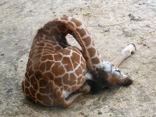 This is how a giraffe sleeps.