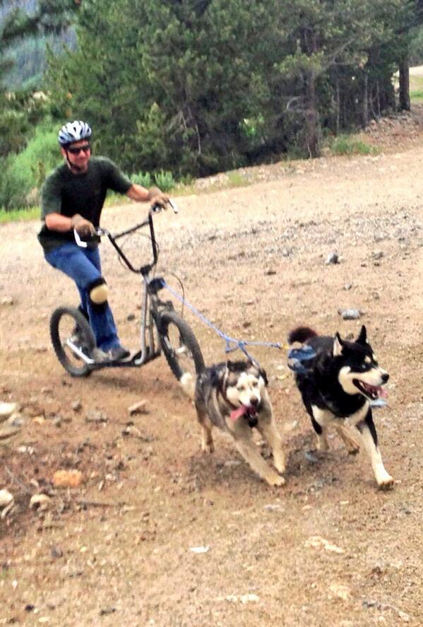 TeamCaddyshack's tweet photo. Adorable husky's! 
RT @FBGFlugtagDFW: #flugtag cross-training http://t.co/S7YmQojtEI