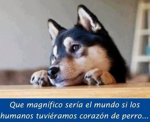 walterwb's tweet photo. #VivoEnUnMundoDonde los ANIMALES son muy HUMANOS y los HUMANOS somos unos ANIMALES! http://t.co/8FxX6owNLu