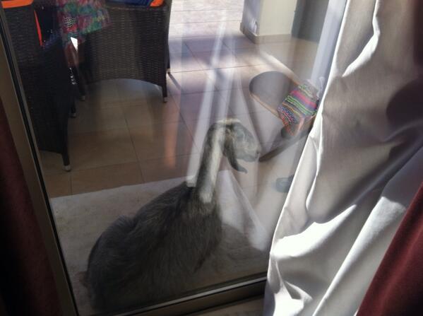 Claire_Bates1's tweet image. So the goat came back this morning! Amazing #goatfun