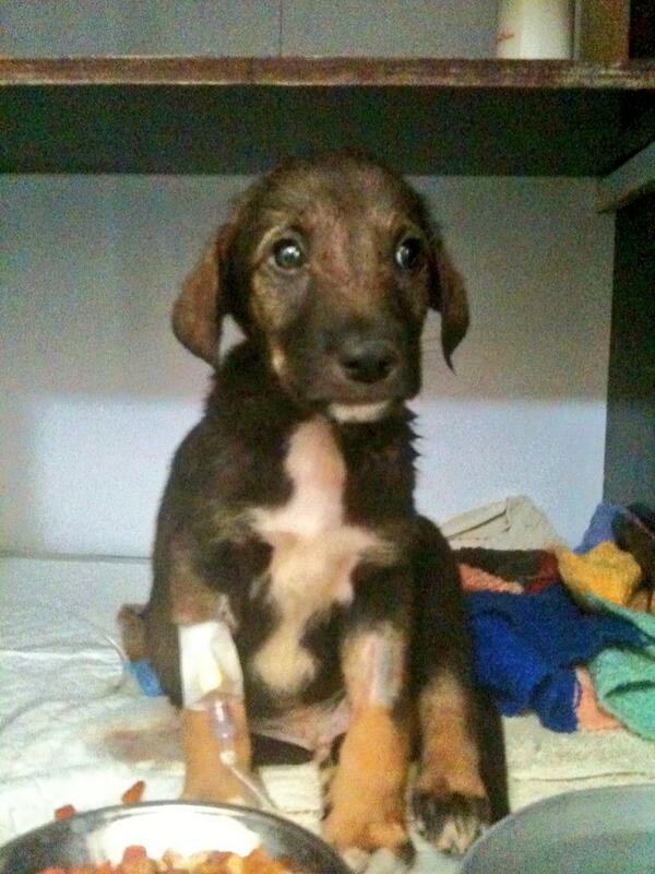 PenFarthing's tweet image. Nowzad is making a difference for pups like this but running out of funds keep doing this please support @Nowzad