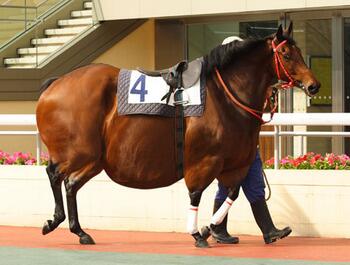 markball1's tweet photo. @DUB9788 @petergrimes106 @djsho0590  @jamiesmethurst  random race horse to a stranger #randomracehorse http://t.co/BsnPEjHAZ3