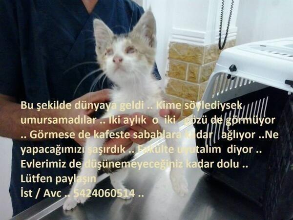 Lütfen onun meleği olun. Uyutmak isteyenlerin aksine ona ışık olun! Evinize gelirse size yaşam umudu verir...