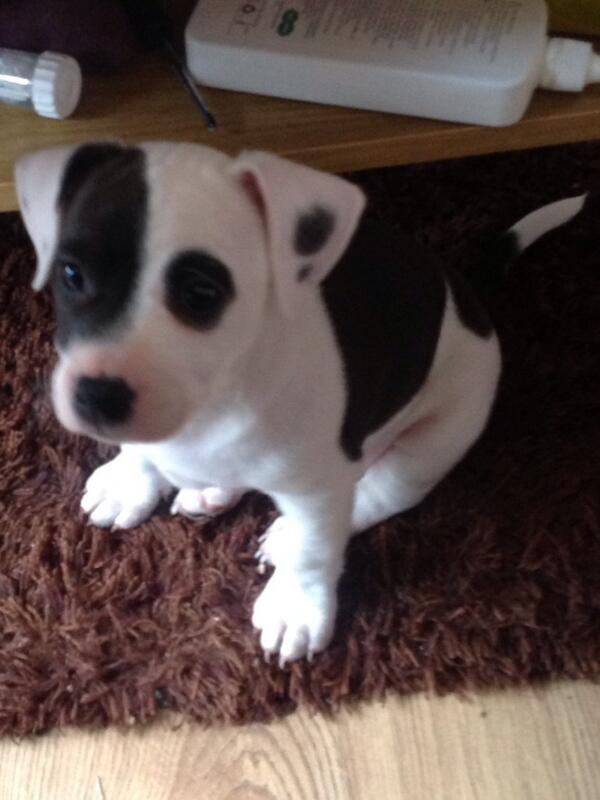 KatienrubyKatie's tweet image. My new pup :) xx