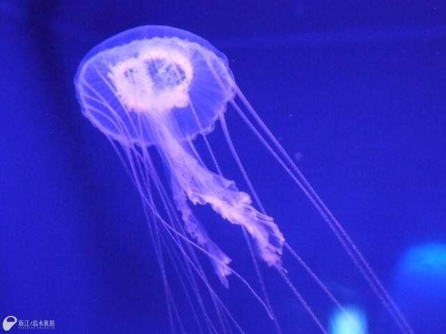 新江ノ島水族館 きょうよりアマクサクラゲを 強い毒を持っています Http T Co T3s5kdo2iw Twitter