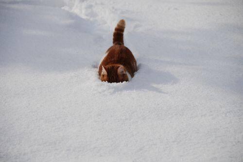 catpic_album's tweet image. 雪の中を潜るネコ