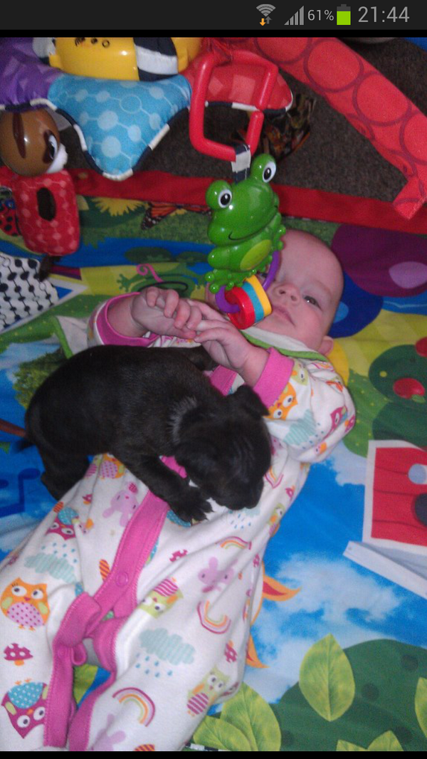 marcj83's tweet photo. Mia an boo when we first got him http://t.co/PWFawtvDoe