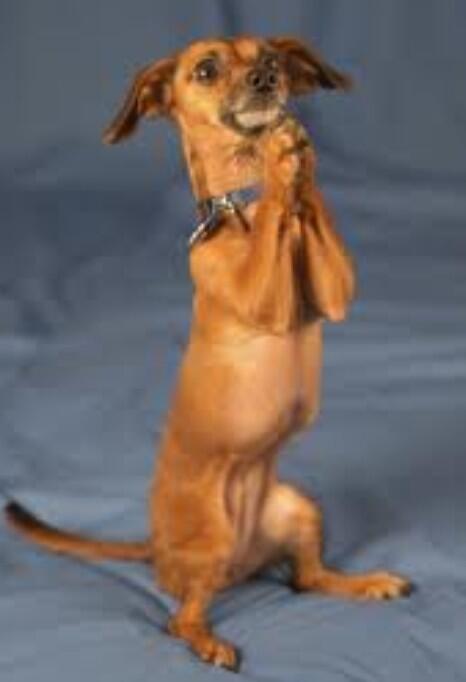 PawsandJawsPets's tweet image. If you're unsure if your dog is able to count take 2 treats and only give them one!! #cleverdog!! #notdaft