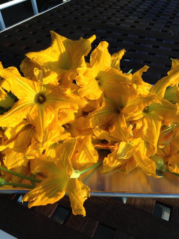 barbersq's tweet photo. Early Morning Squash Blossom Harvest http://t.co/ZLNZzAp2kM