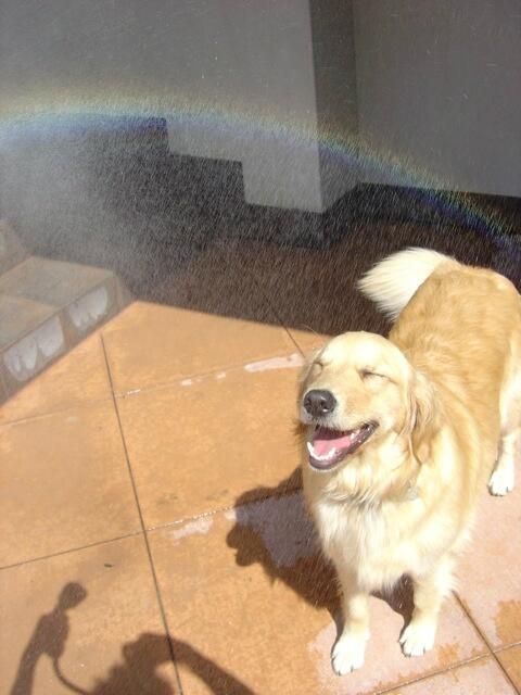 DogSolutions's tweet image. dog is so happ the wether summer. it play, smile in the water funtime. even, doeg happynes create the rainbow.