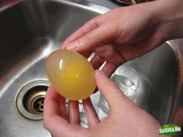 NotCorruptMedia's tweet photo. Dissolve the egg shell in vinegar for 24 hours and you'll get a naked egg that can bounce. http://t.co/SDsoZUJfzu