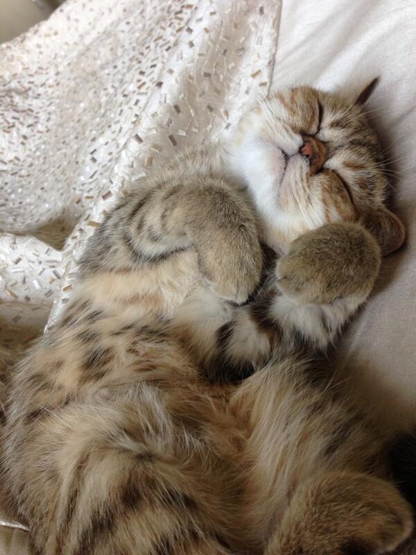 Jennibear11's tweet photo. @ZoeyCatt http://t.co/NRdpZYJrQB