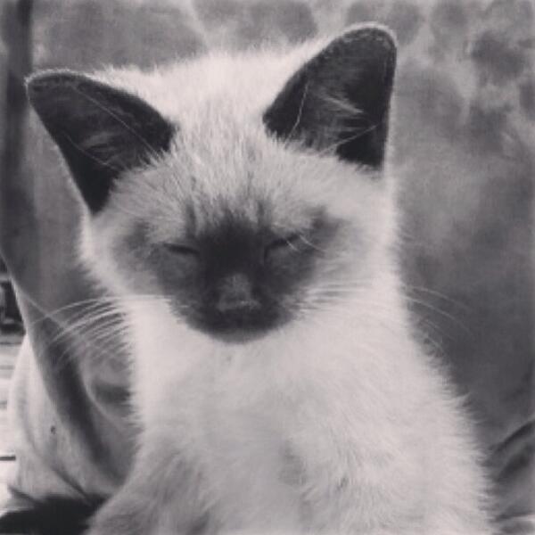 HelpMeGetFitt's tweet image. Kitty so cute