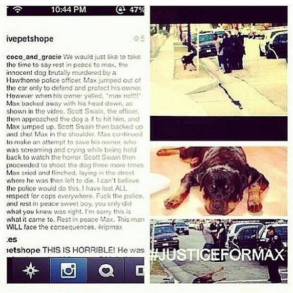 jaayymoneyy_'s tweet image. #reposr this to #justiceformax can&apos;t believe an innocent dog was shot to death jut for protecting its owner 😔 RIPMAX