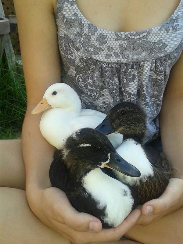 BrooklyNorman's tweet image. My friend has pet ducks... What the fuck #soweird #sortacool