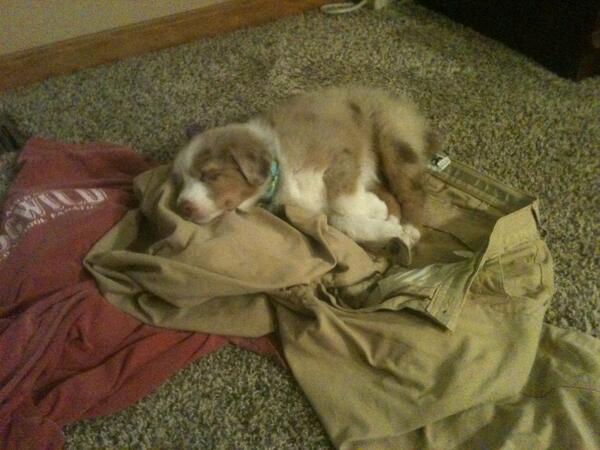 CodyLStroud's tweet photo. Rosalee out cold on my @MountainKhakis 
@Sunshine_Adam http://t.co/Orzh2cnNjf