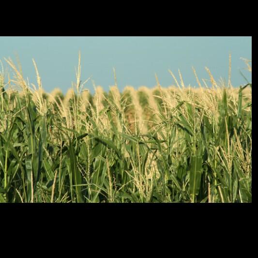 CommonCorn tweet picture