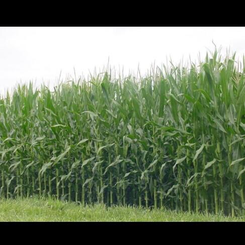 CommonCorn tweet picture