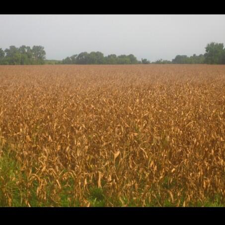 CommonCorn tweet picture