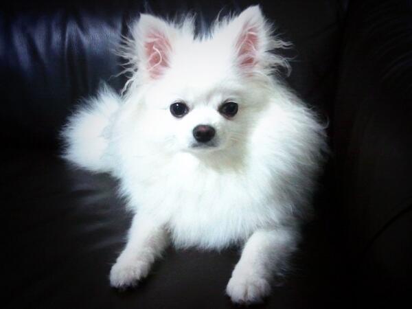 yanjii's tweet photo. 훌쩍 자란 내 똥강아지 http://t.co/Ch6u4BYebY