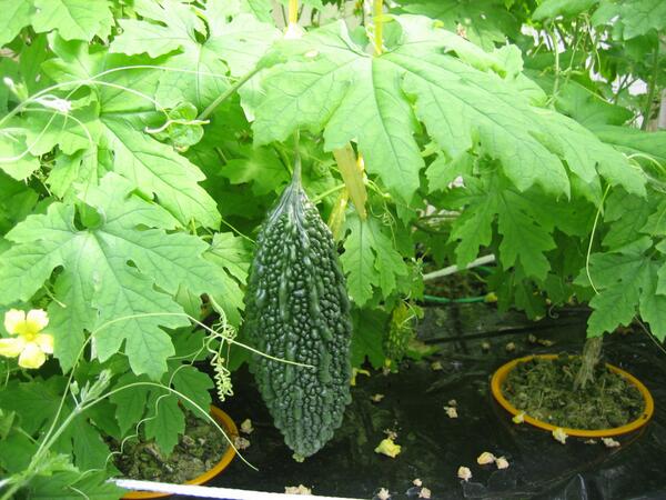 Bitter gourd grows with hydroponics.